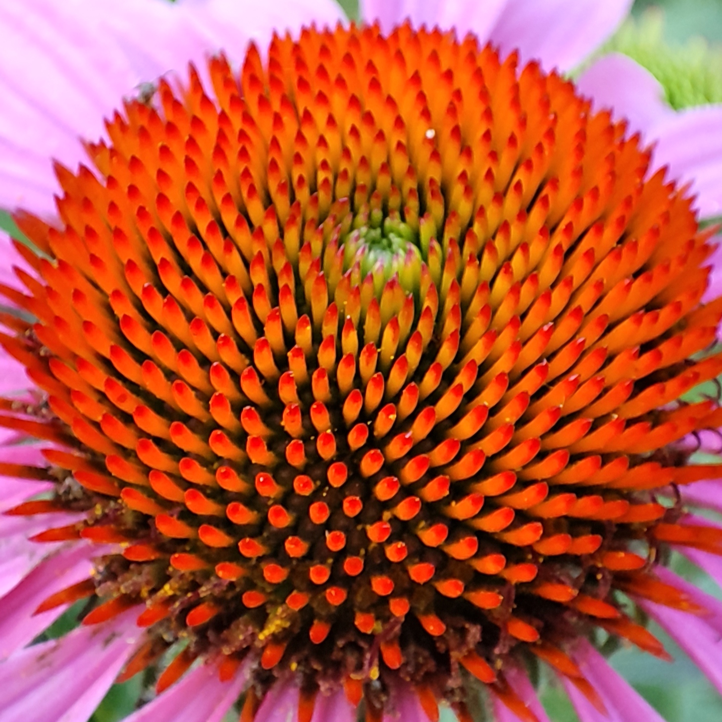 Echinacea Aloha