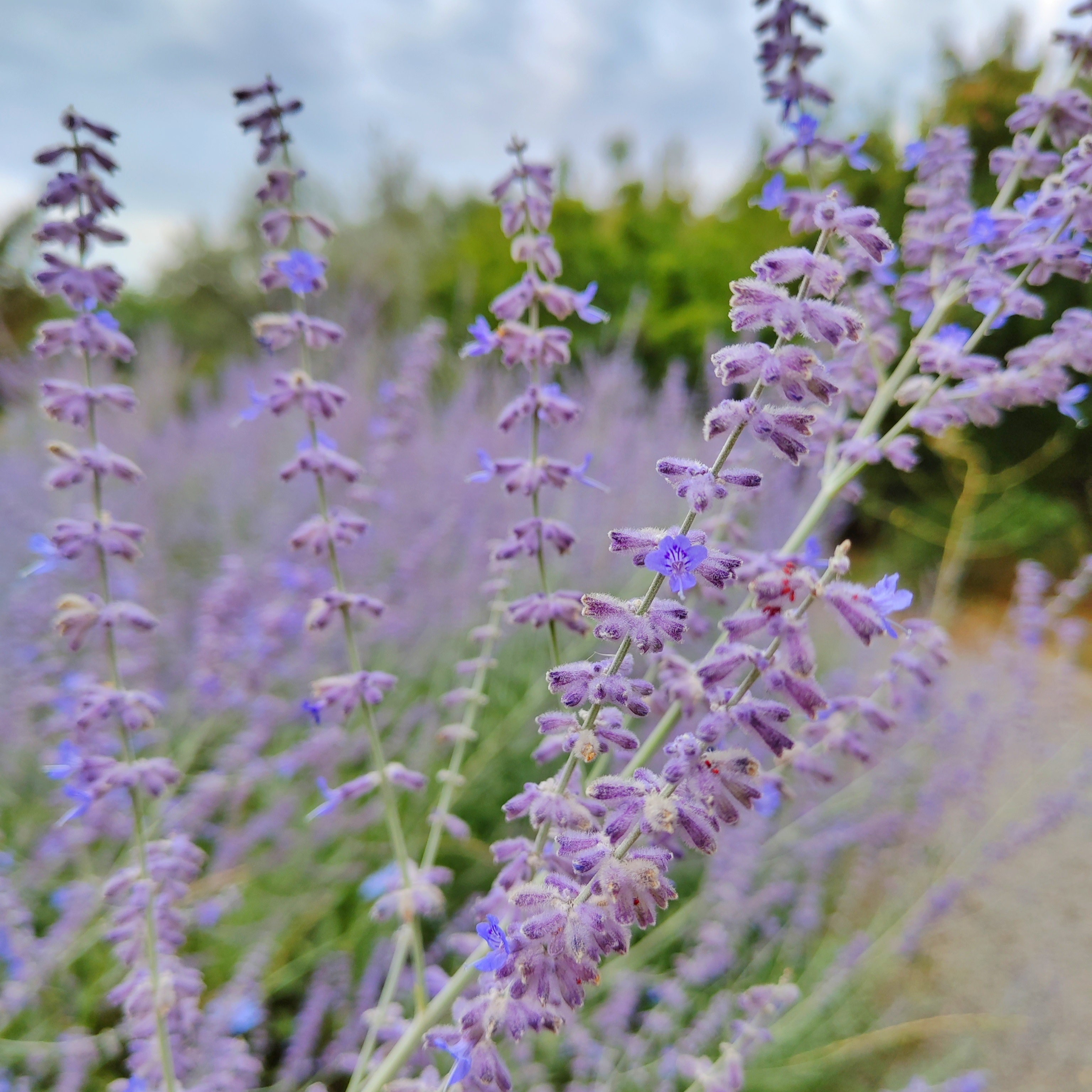 Перовския Perovskia atriplicifolia Rocketman